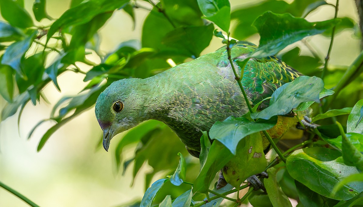 Rose-crowned Fruit-Dove - ML635410217