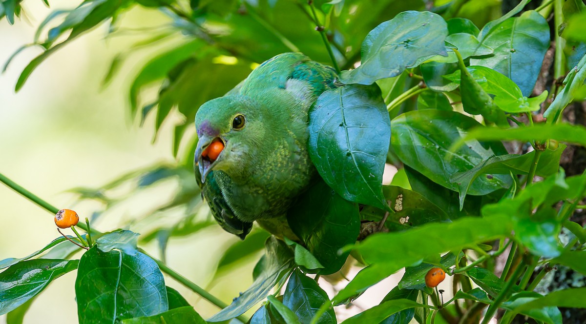 Rose-crowned Fruit-Dove - ML635410218