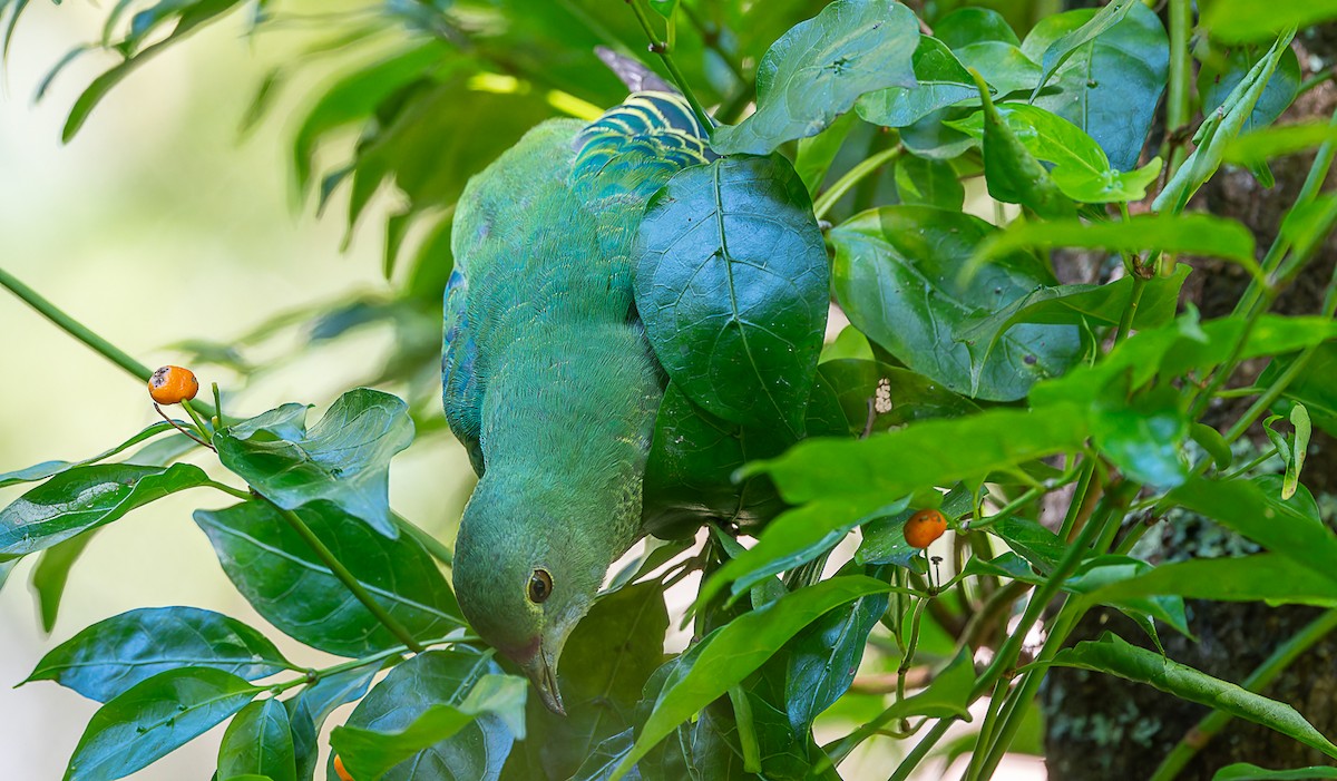 Rose-crowned Fruit-Dove - ML635410219