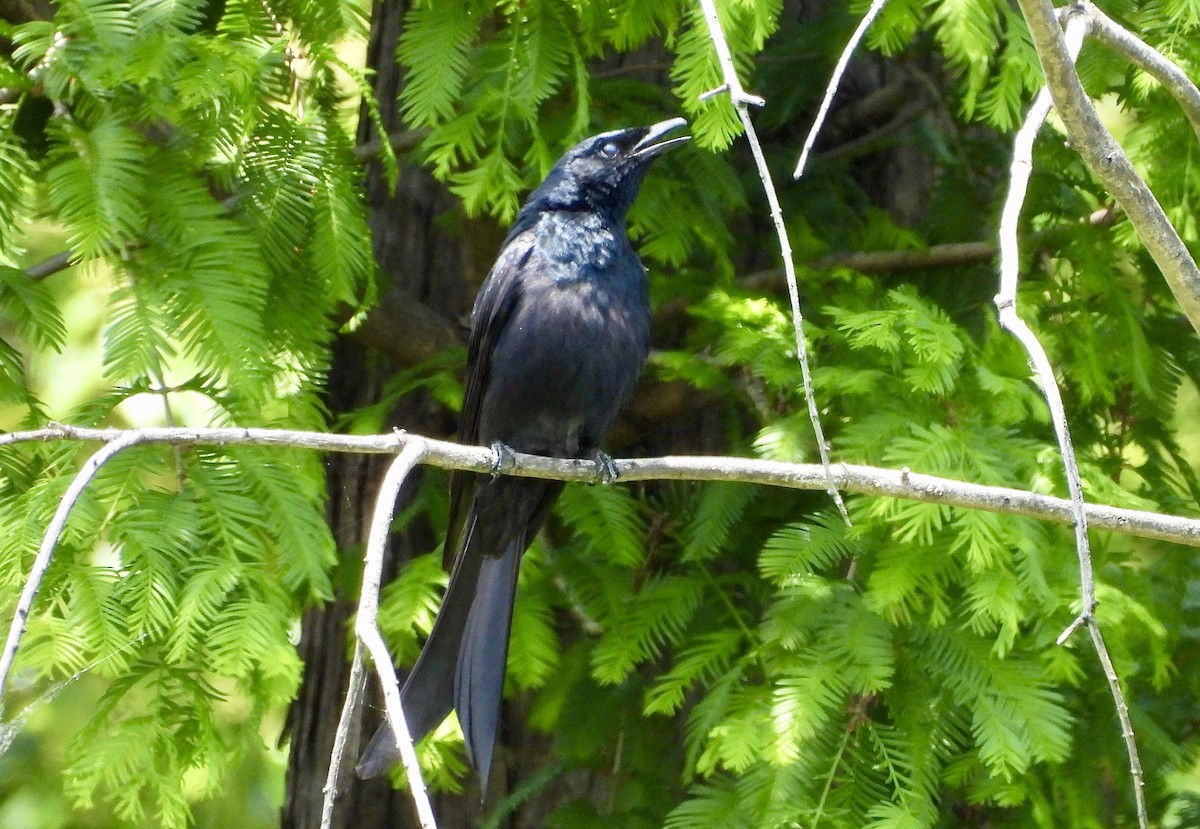 Black Drongo - ML635410267