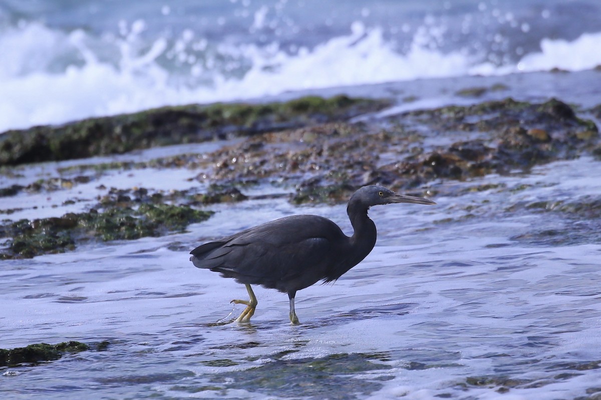 Pacific Reef-Heron - ML635410313