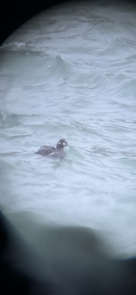 kačka strakatá - ML635410476