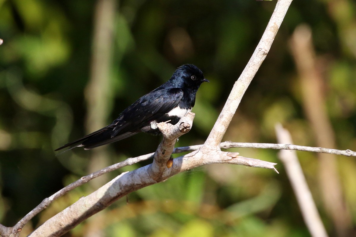 White-banded Swallow - ML63541051