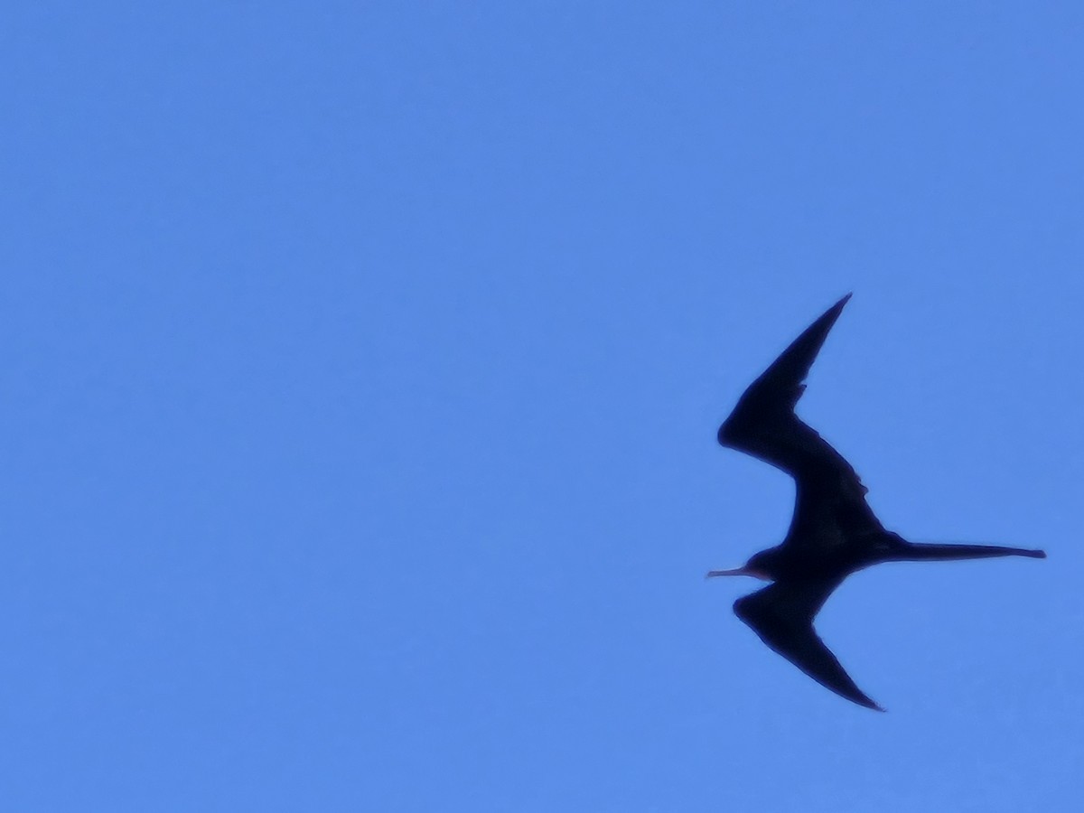 Great Frigatebird - ML635410531
