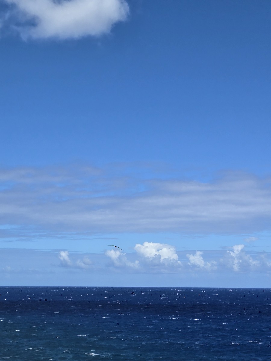 Great Frigatebird - ML635410533