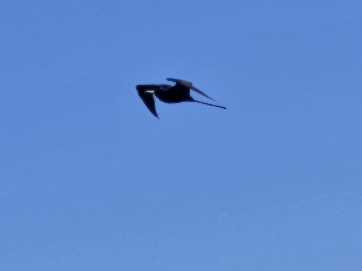 Great Frigatebird - ML635410534