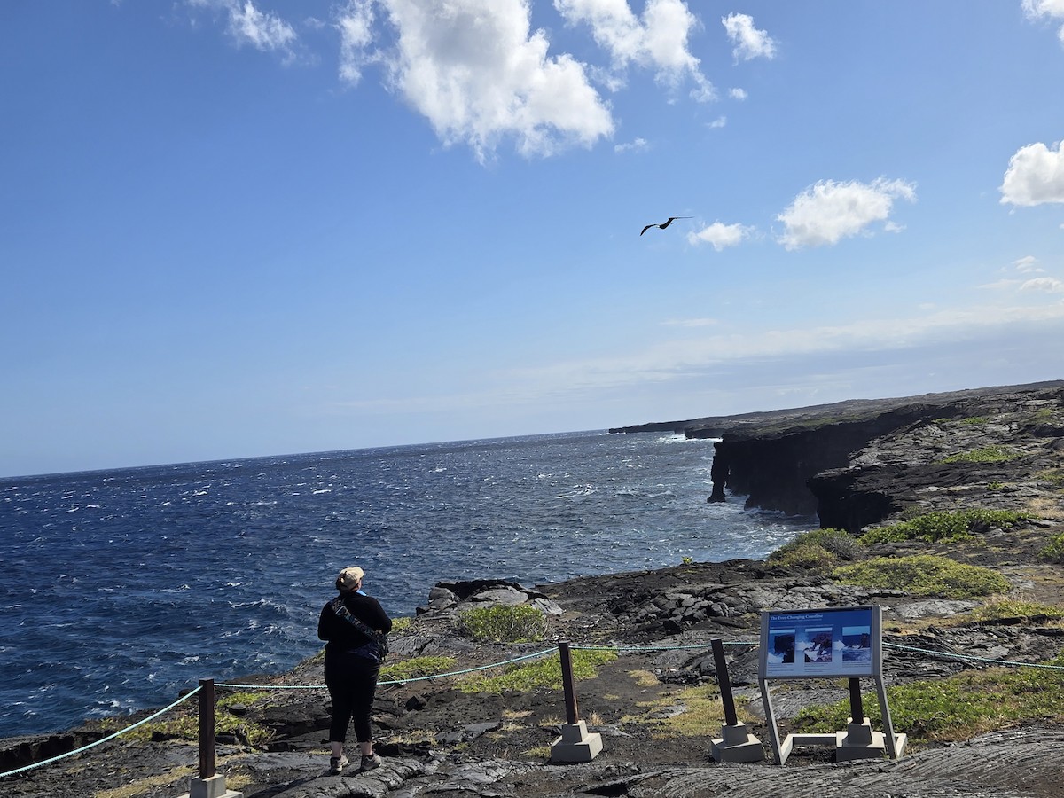 Great Frigatebird - ML635410535