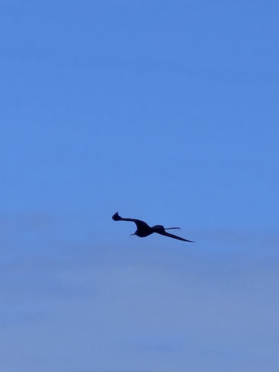Great Frigatebird - ML635410536