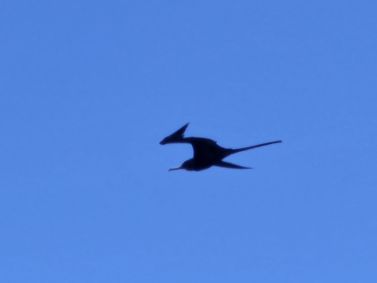 Great Frigatebird - ML635410537