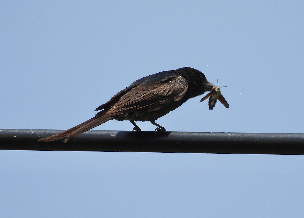 Black Drongo - ML635410609