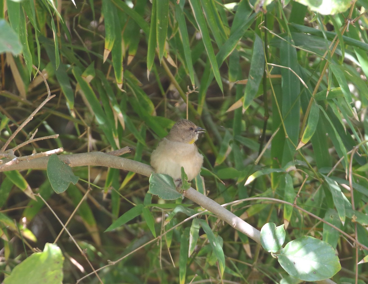 Yellow-throated Sparrow - ML635410618