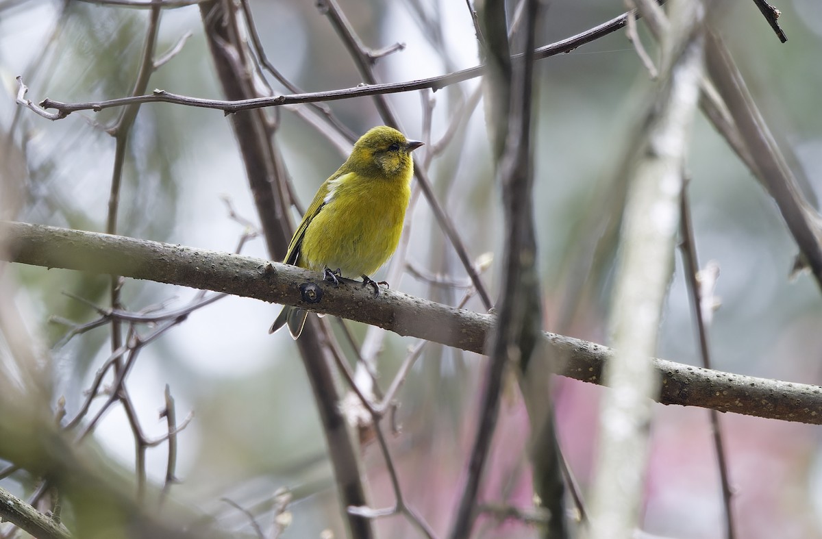 Tibetan Serin - ML635410644
