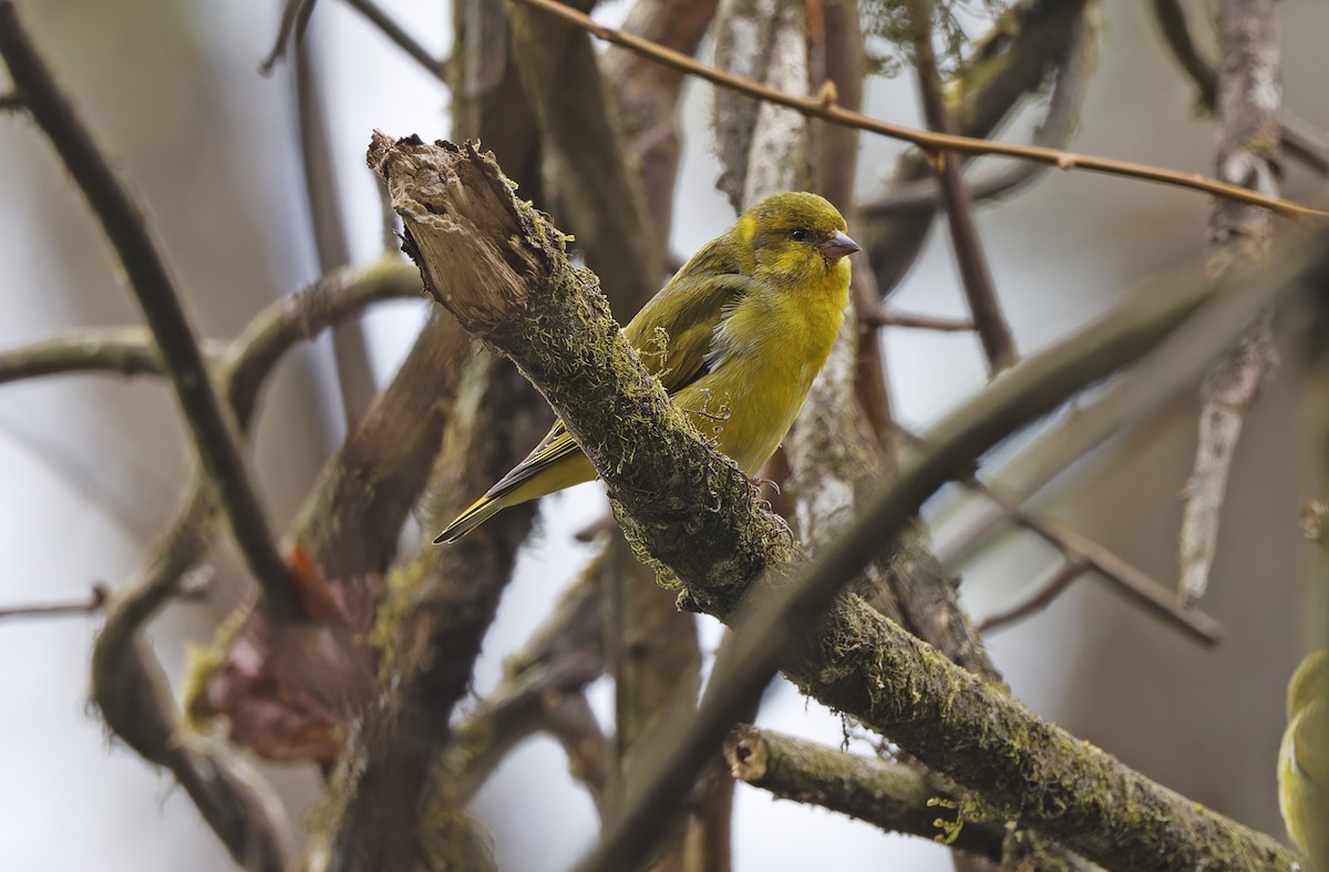 Tibetan Serin - ML635410645