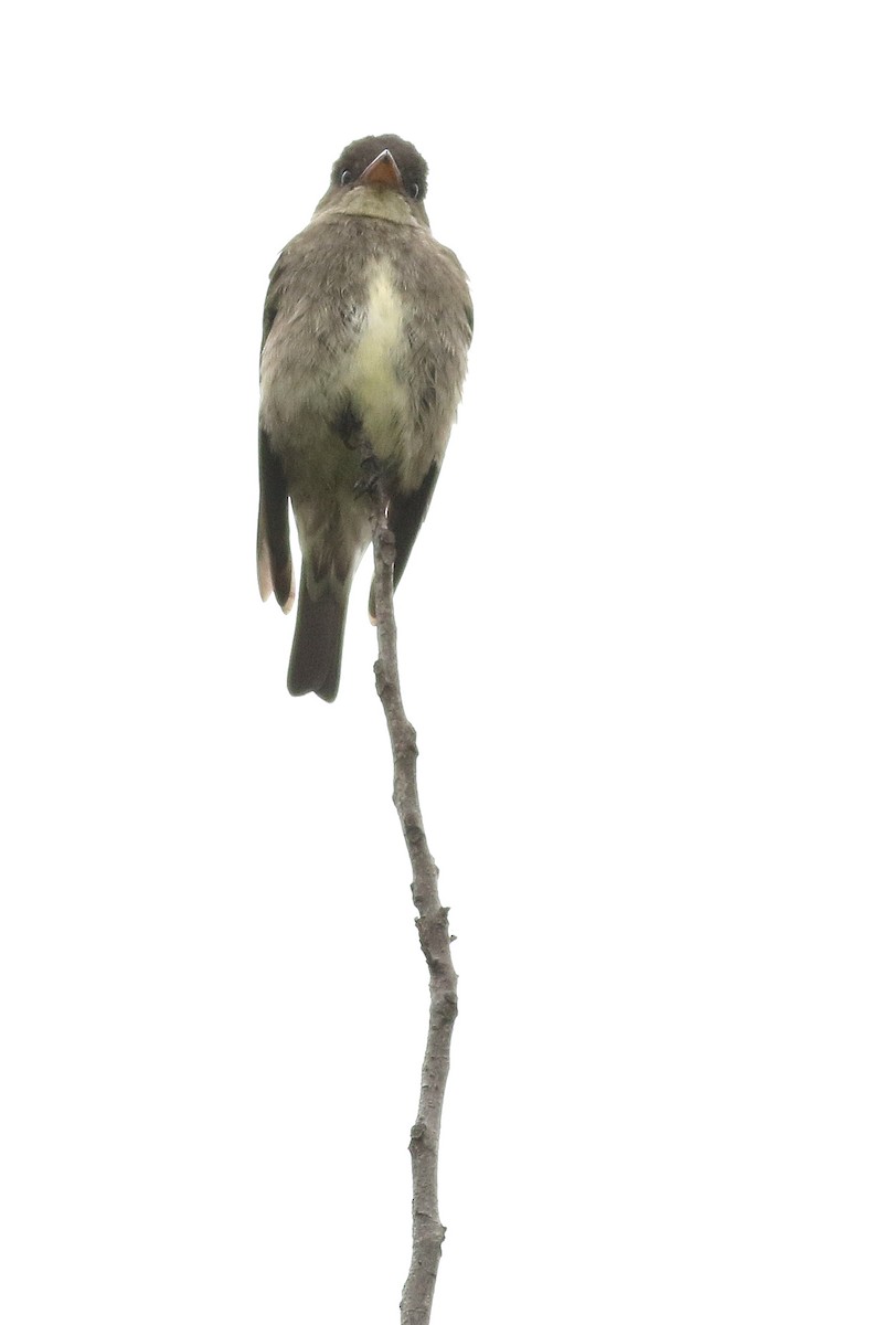 Olive-sided Flycatcher - ML635410818