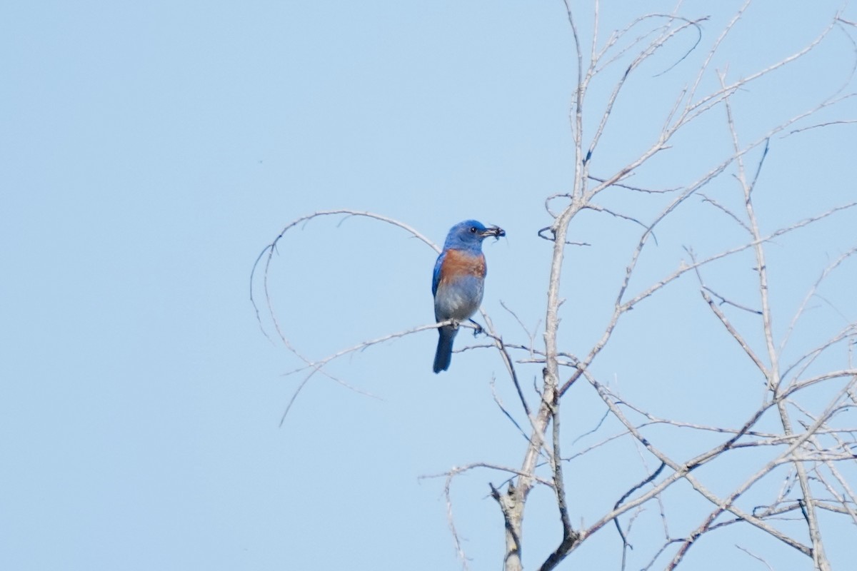 Western Bluebird - ML635410823