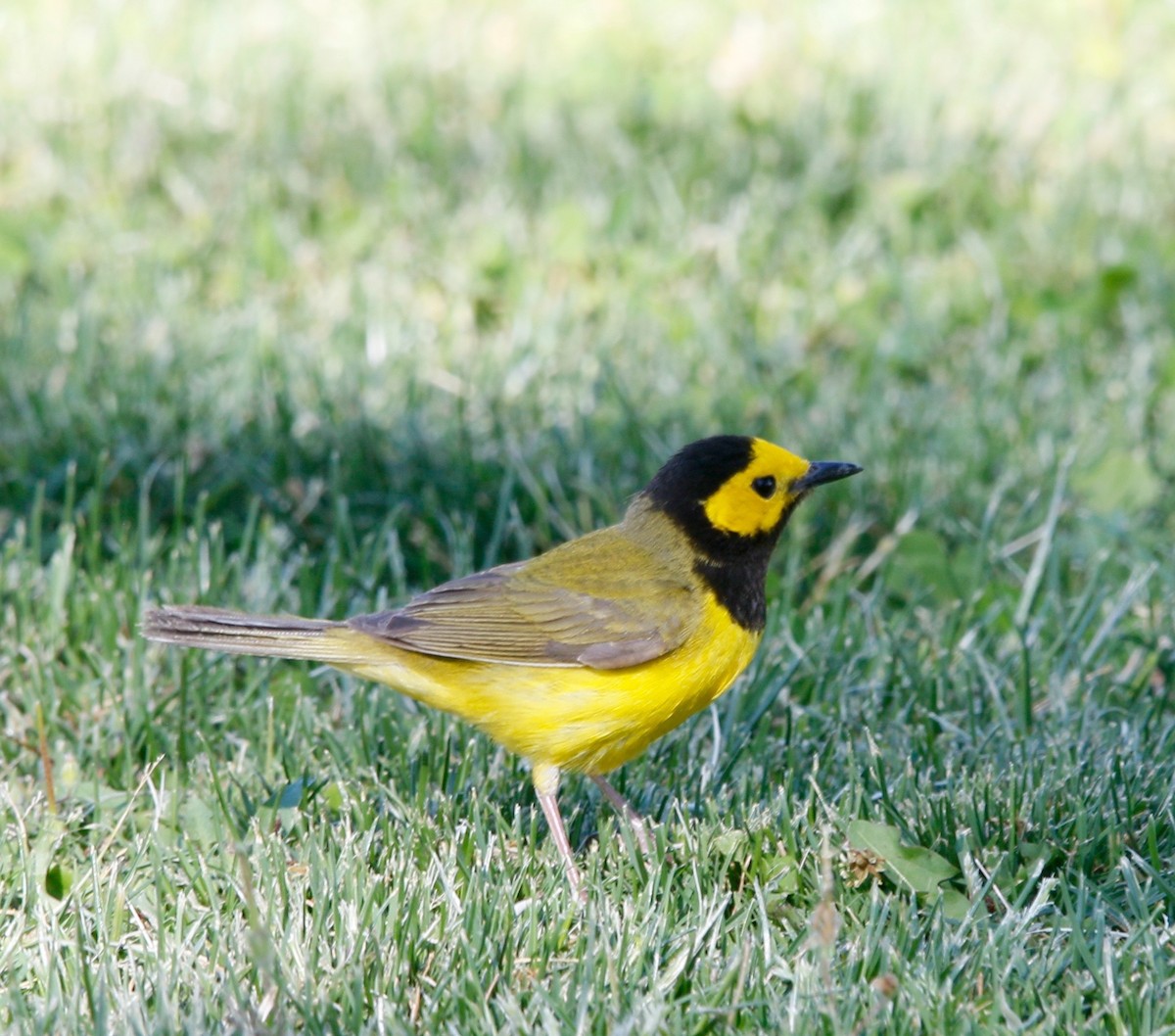 Hooded Warbler - ML635410904