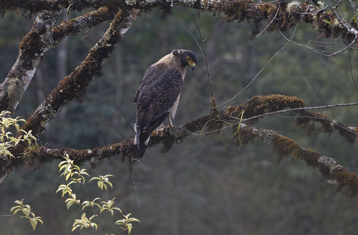 Crested Serpent-Eagle - ML635410947