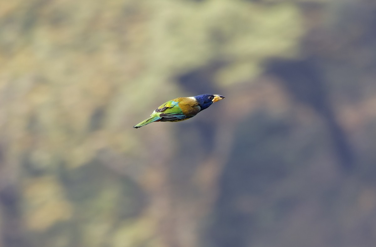 Great Barbet - ML635410961