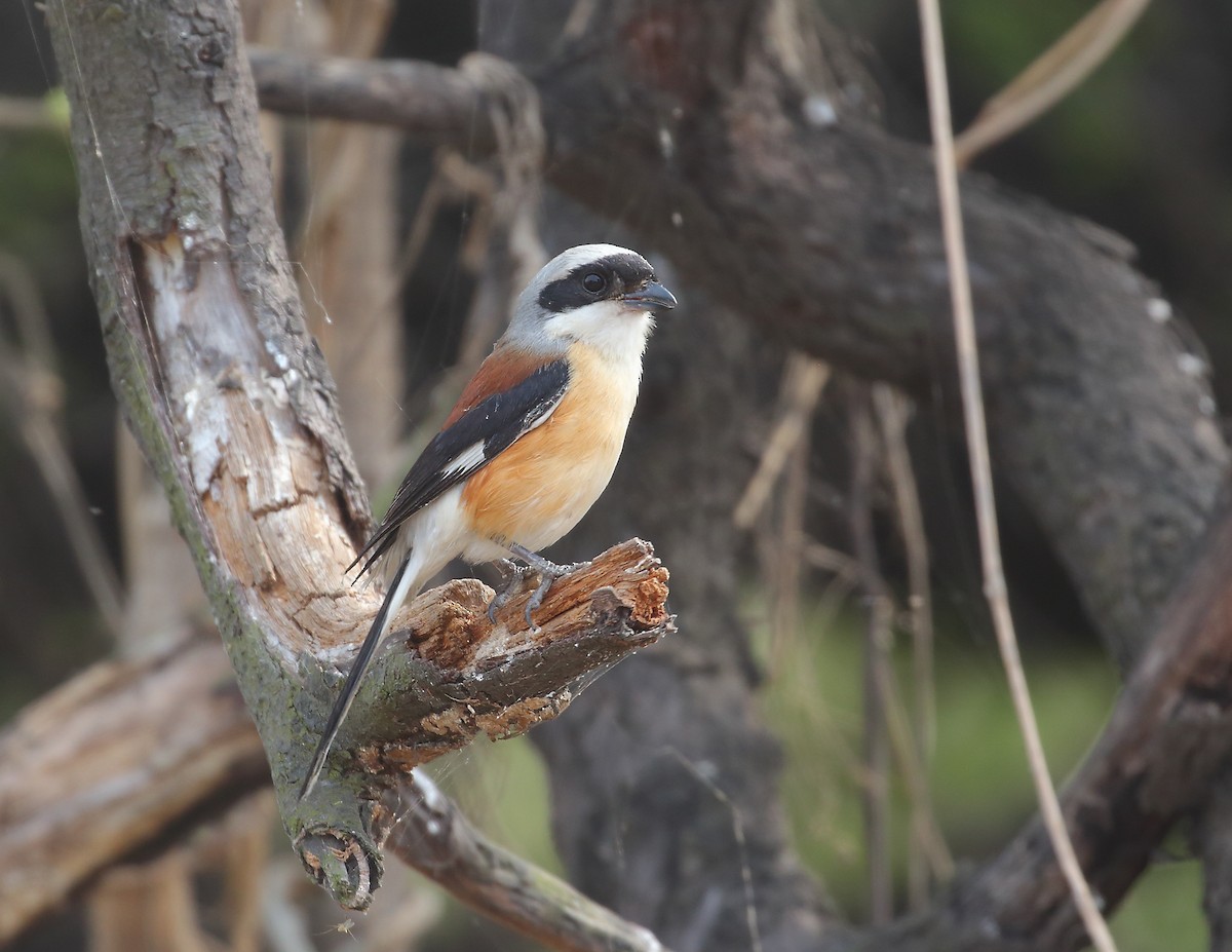 Bay-backed Shrike - ML635411038
