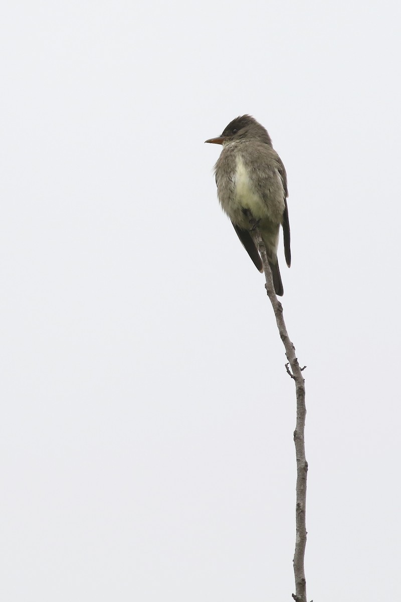 Olive-sided Flycatcher - ML635411093