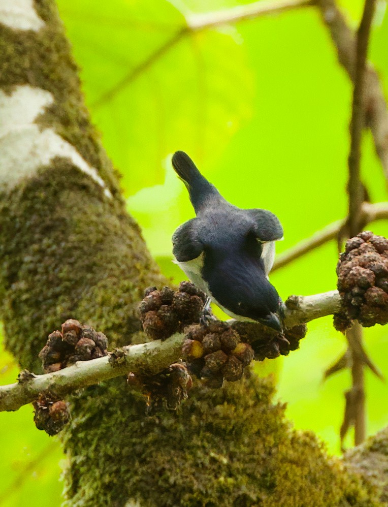 Bicolored Flowerpecker - ML635411128