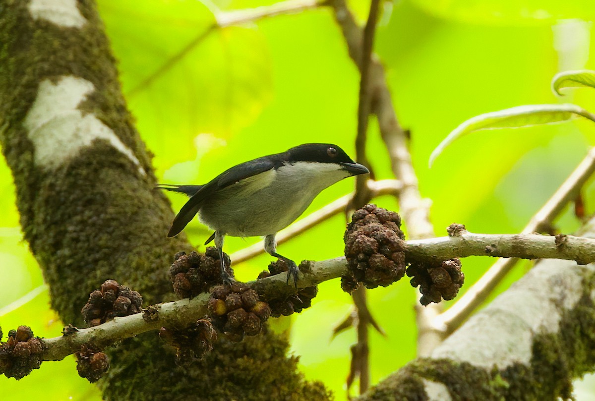 Bicolored Flowerpecker - ML635411129
