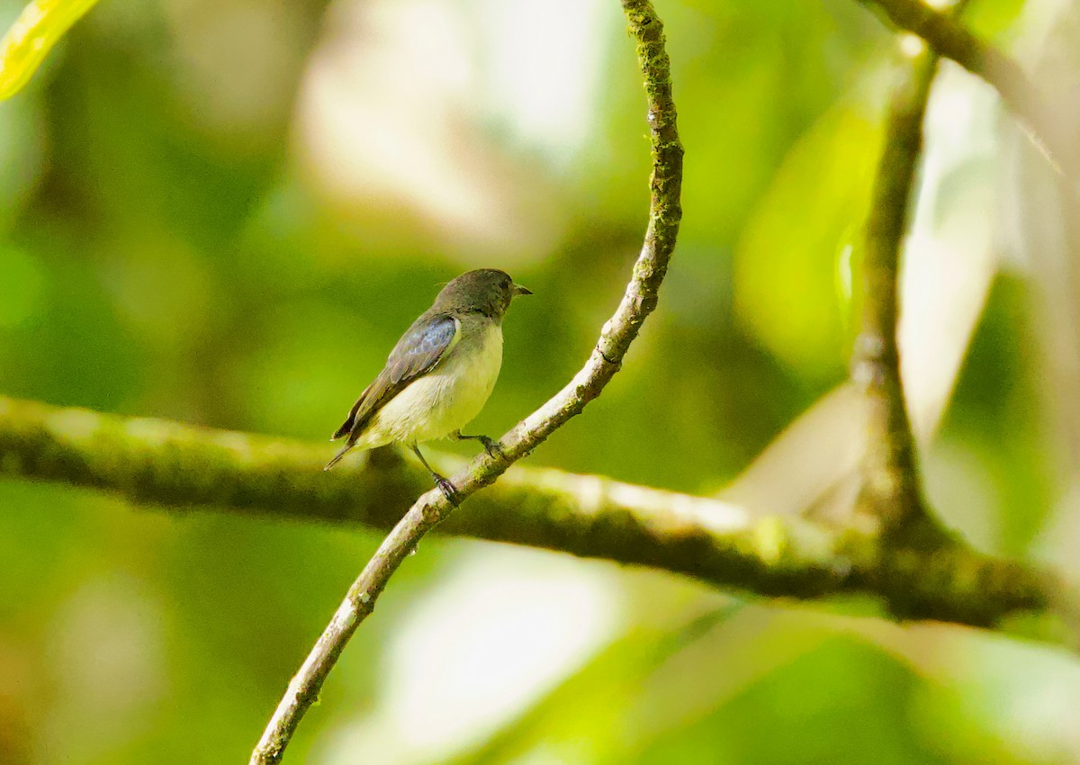 Zwergmistelfresser - ML635411146