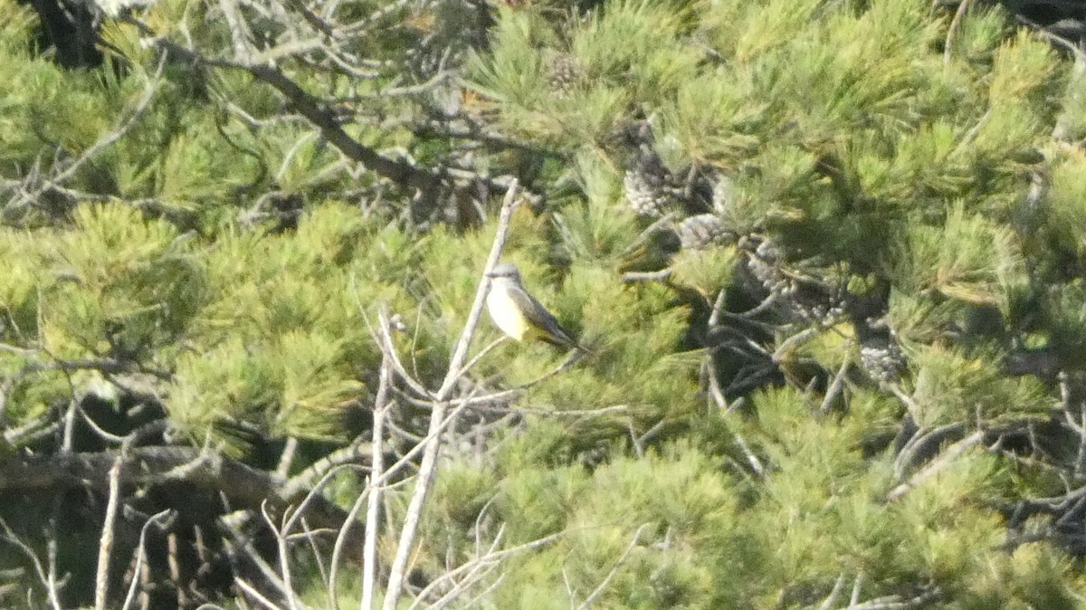 Schmalschnabel-Königstyrann - ML635411158