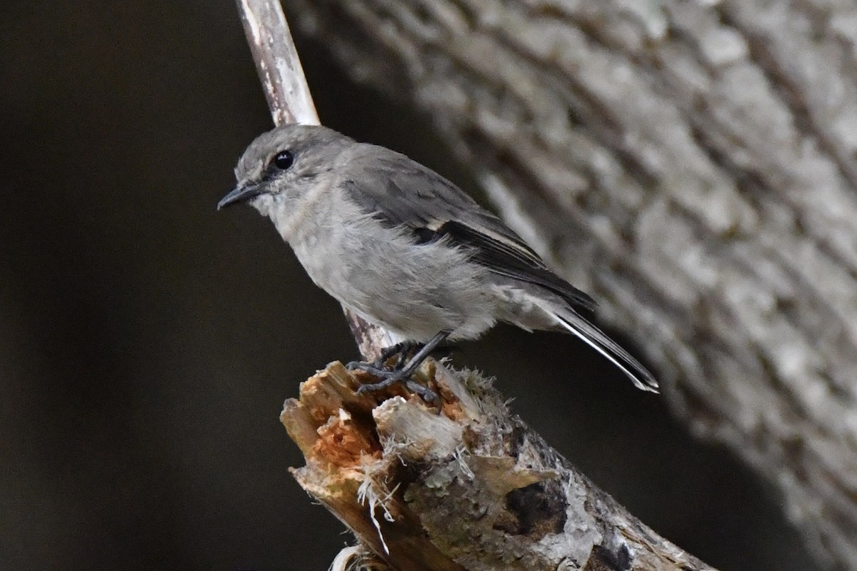 Dusky Robin - ML635411266