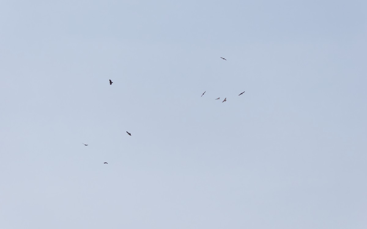 Согсоот гоорбис - ML635411311