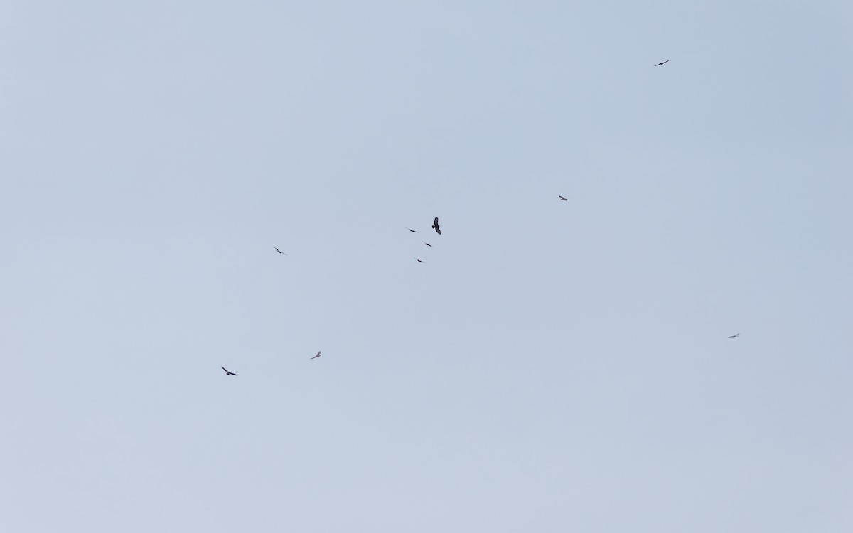 Согсоот гоорбис - ML635411312