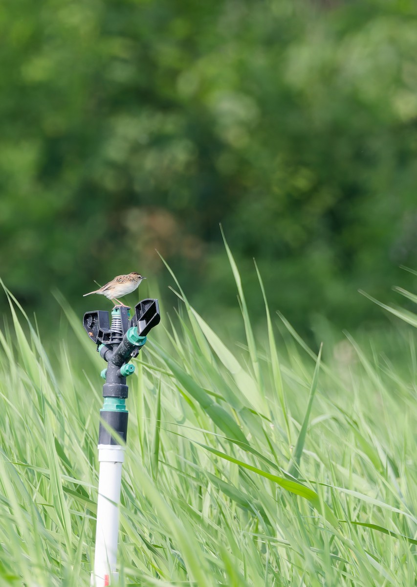 Zitting Cisticola - ML635411321