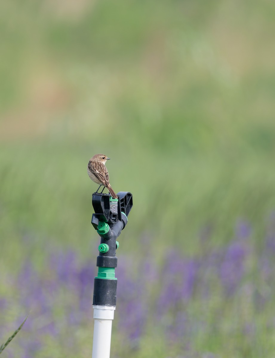 Амарын шулганаа - ML635411328