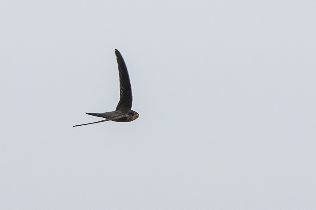 Asian Palm Swift - ML635411368