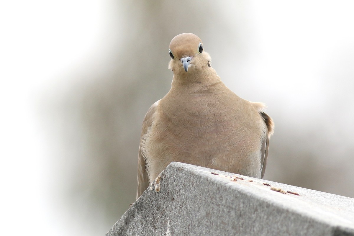 Mourning Dove - ML635411452