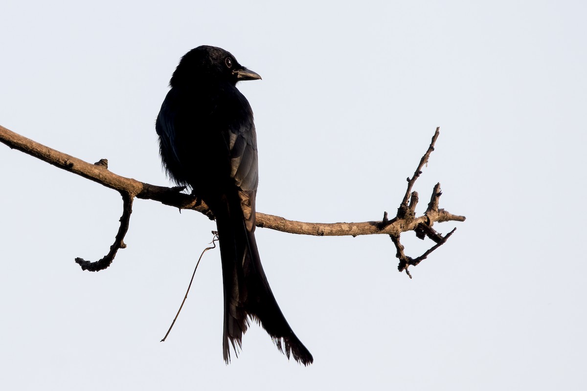 Black Drongo - ML635411465