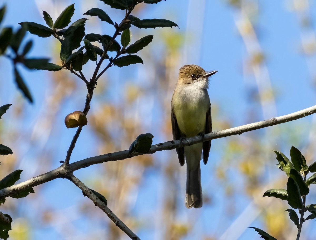 Dusky-capped Flycatcher - ML635411601