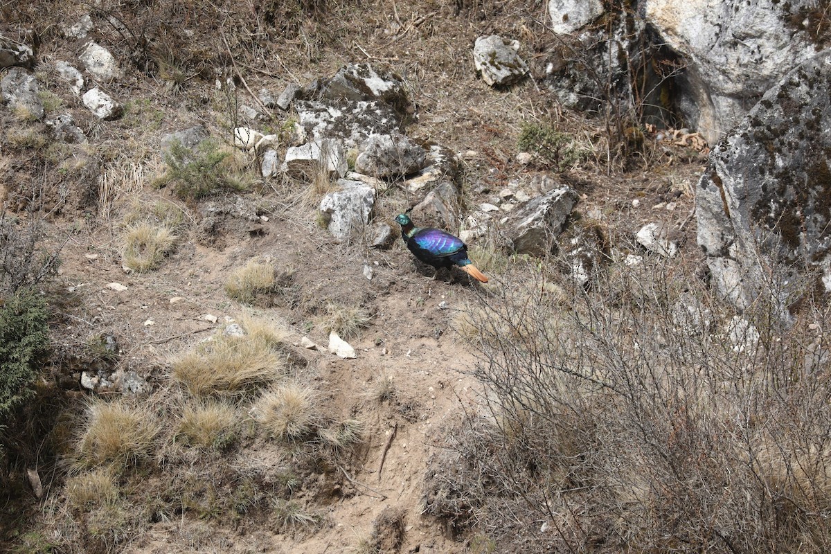 Himalayan Monal - ML635411627