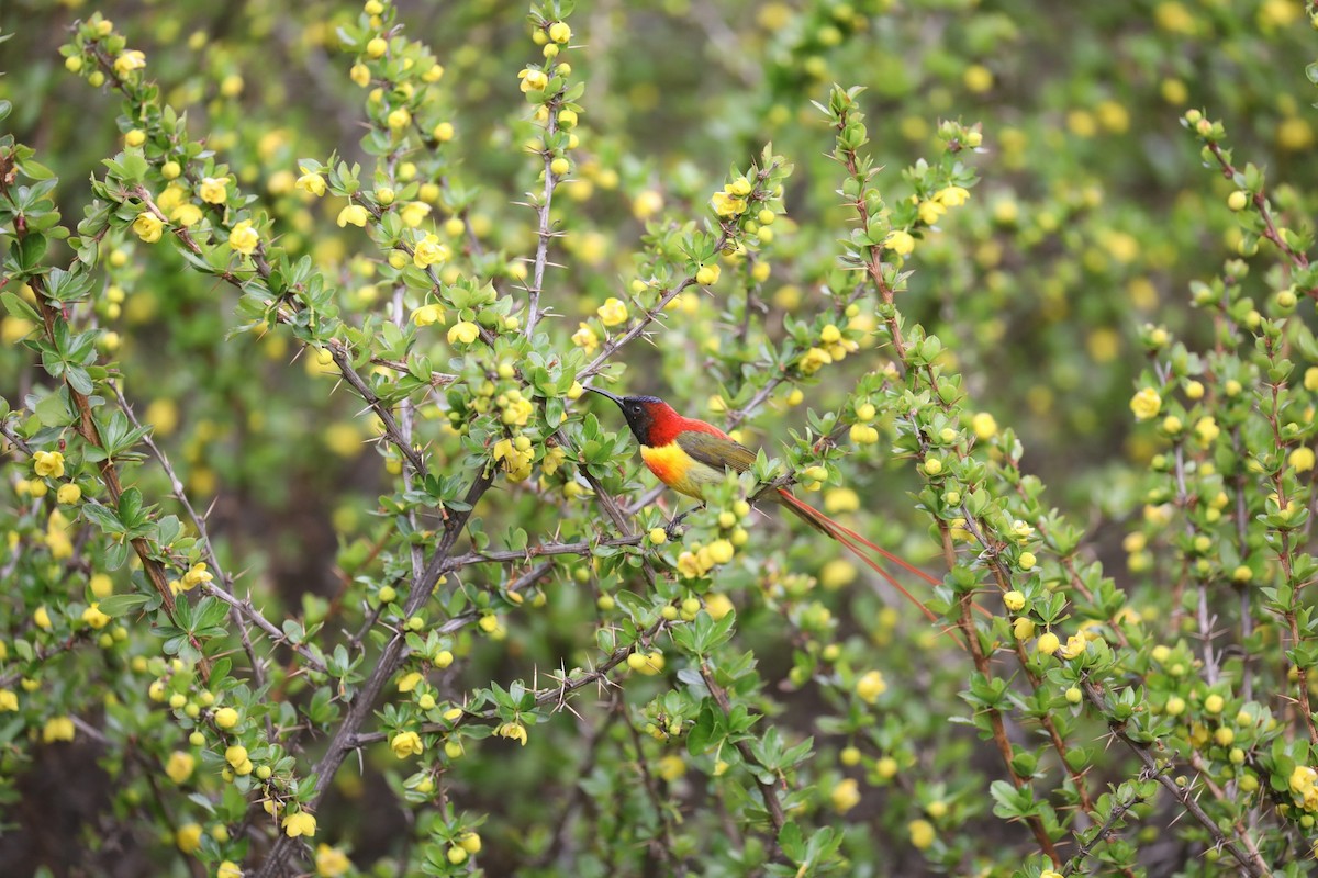 Fire-tailed Sunbird - ML635411644