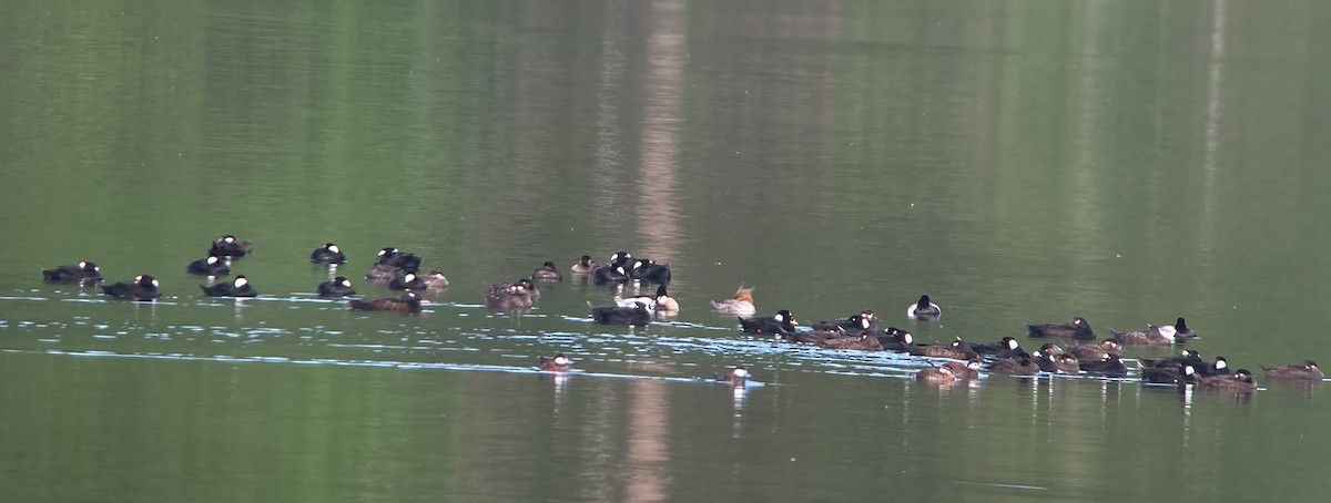 Surf Scoter - ML635411810