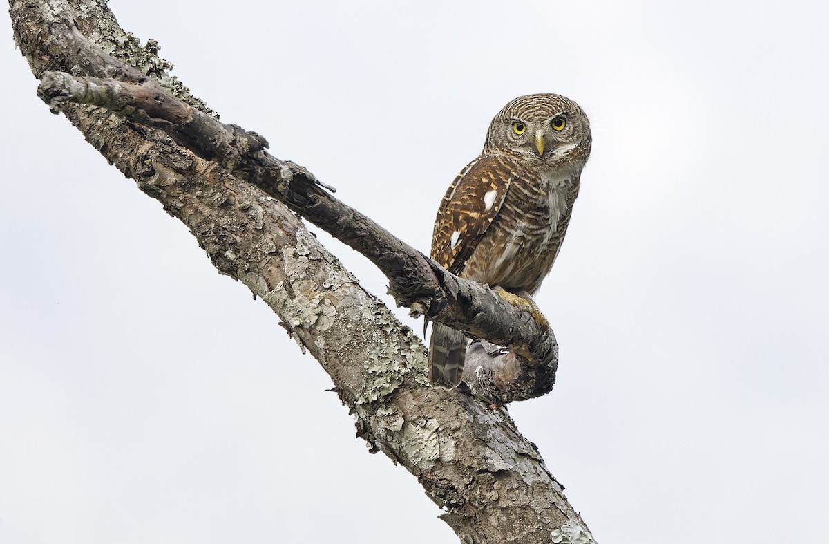 Asian Barred Owlet - ML635411827