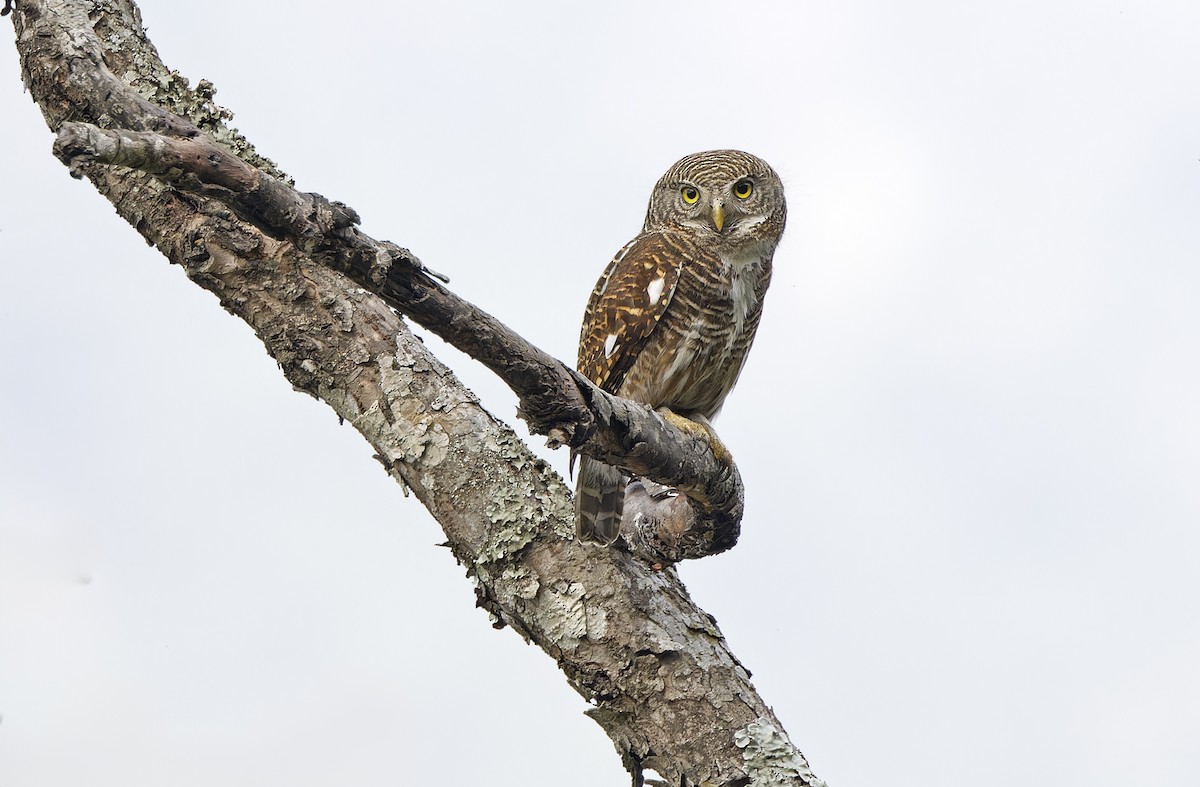 Asian Barred Owlet - ML635411828