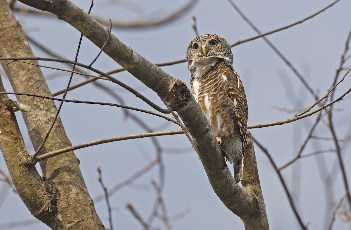 Asian Barred Owlet - ML635411829