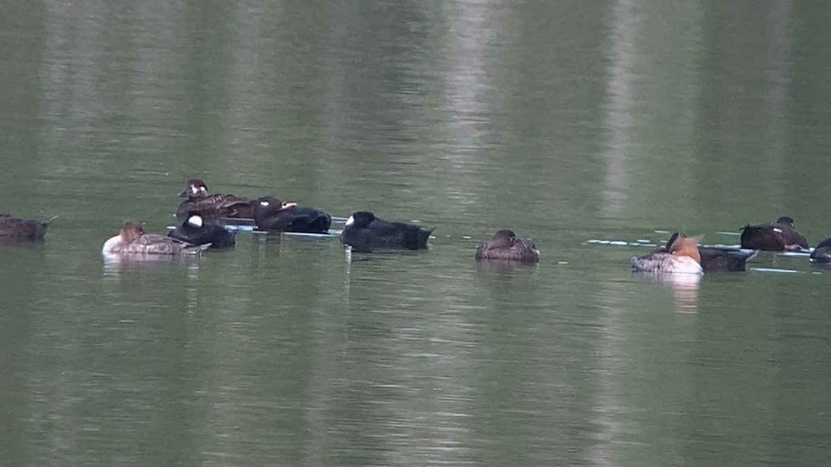 紅胸秋沙 - ML635411838