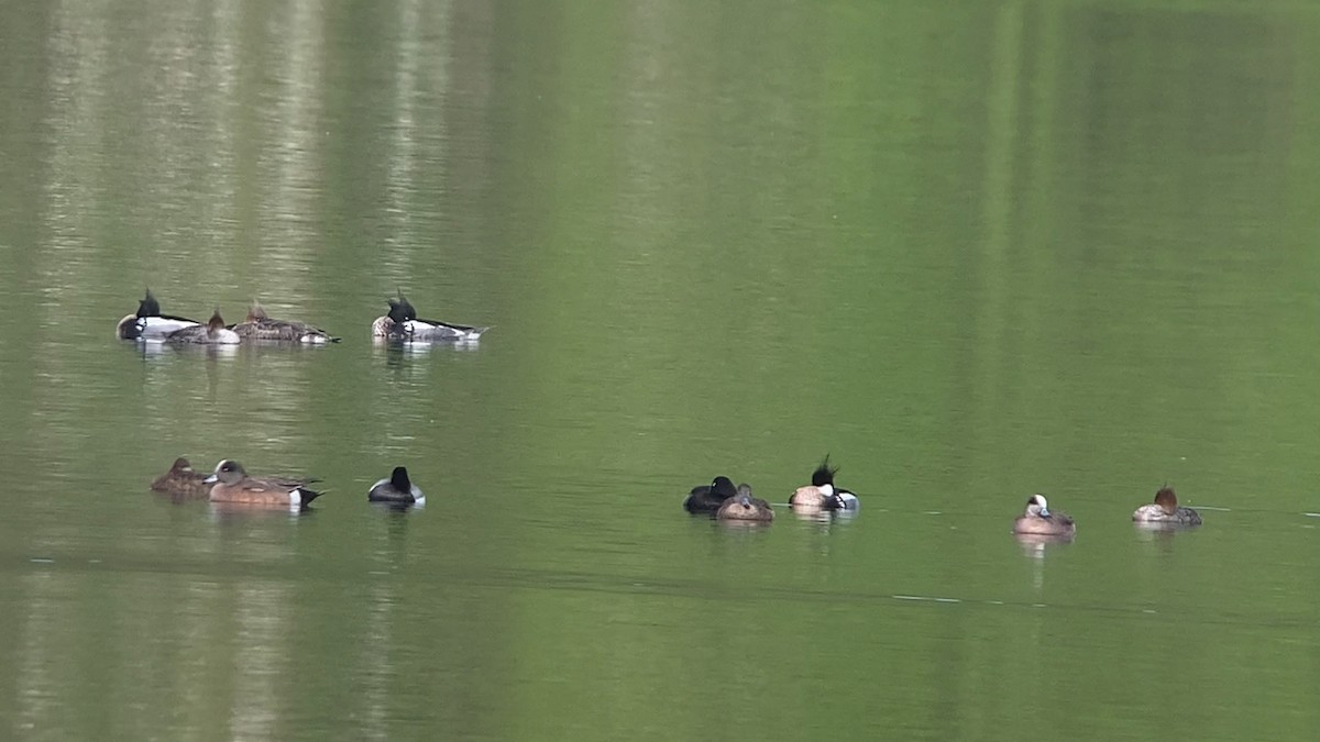 紅胸秋沙 - ML635411839