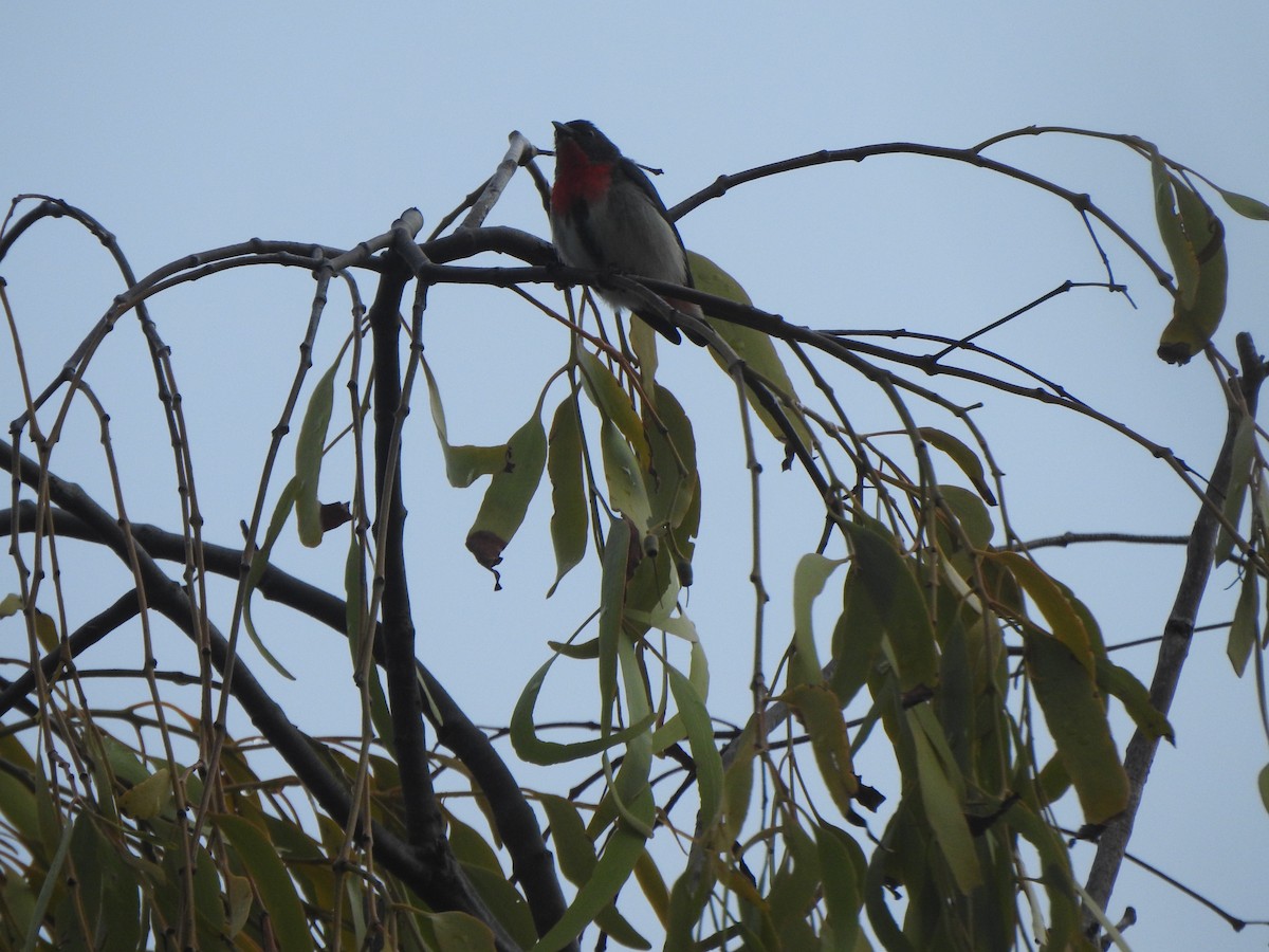 Mistletoebird - ML635411840