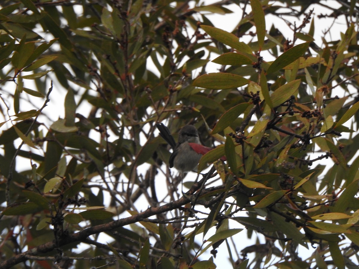 Mistletoebird - ML635411842
