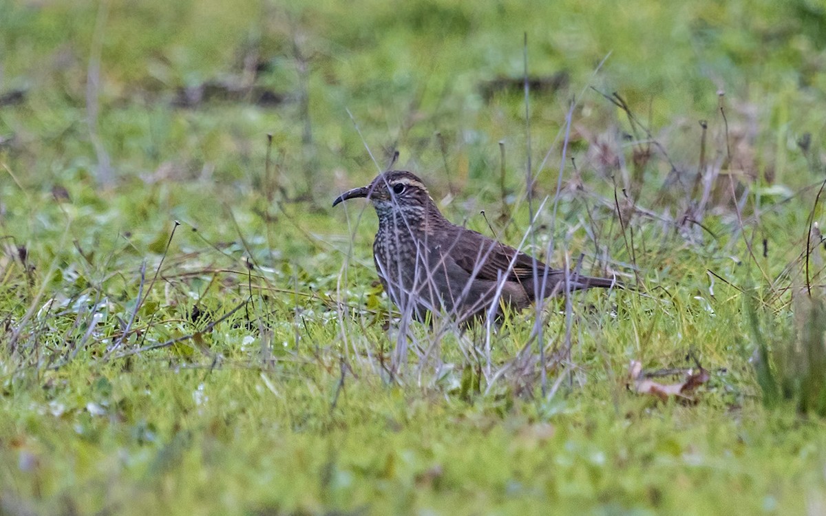 Patagonian Forest Earthcreeper - ML63541191