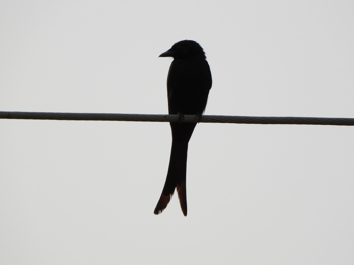 Black Drongo - ML635412060