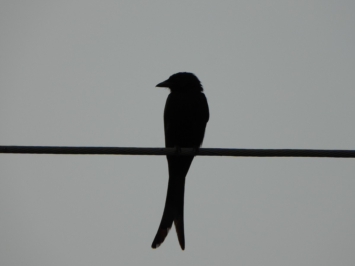Black Drongo - ML635412064